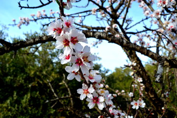 branche d'amandier en fleurs