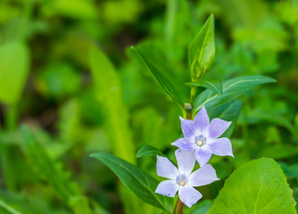 flower periwinkle vinca minor myrtle plant