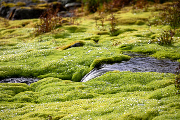 Green moss and mountain stream. Eco friendly natural background