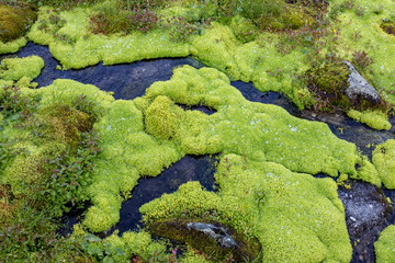 Green moss and mountain stream. Eco friendly natural background