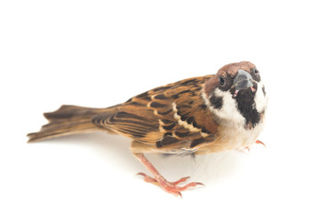 Old World sparrows are a family of small passerine birds. They are also known as true sparrows,...