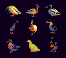 Low poly triangular mallard duck set pop art colors, different poses on dark violet background, vector illustration isolated.  Polygonal style trendy modern logo design.