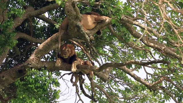two African lions perched high on a big tree with its paws dangling down