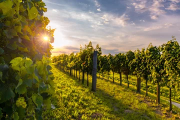 Photo sur Aluminium Vignoble Beaux vignobles de la vallée de Vipava, Slovénie au coucher du soleil.