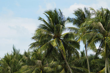 Green palm trees and sky