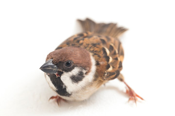 Old World sparrows are a family of small passerine birds. They are also known as true sparrows,...