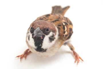 Old World sparrows are a family of small passerine birds. They are also known as true sparrows,...