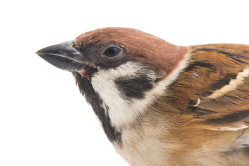 Old World sparrows are a family of small passerine birds. They are also known as true sparrows,...