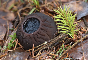 Rare endangered mushroom Sarcosoma globosum Close up