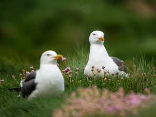 Möwen im Gras