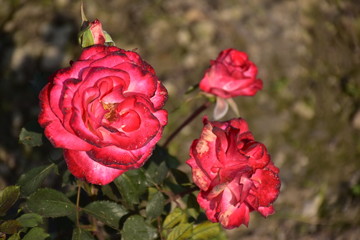 red rose in garden