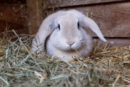 Fawn lop eared rabbit in wooden hutch wih fresh hay