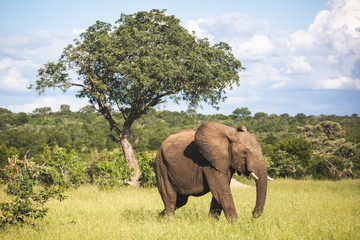 Fototapeta na wymiar elephant in south africa