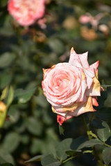 pink rose in garden