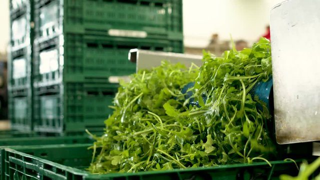 Ruccola getting selected and washed