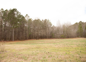 Obraz premium Park trees