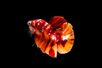  Multi color Siamese fighting fish(half moon  Pla-kad),fighting fish,Betta splendens,on black background with clipping path