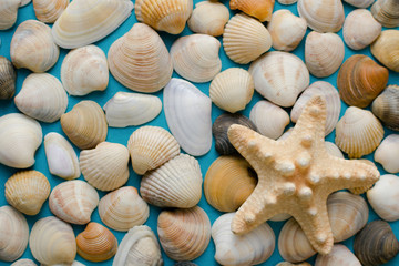 seashell