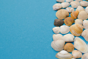 seashell