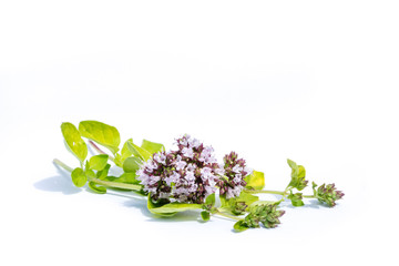 Oregano isolated on white background