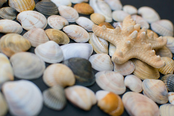 seashell