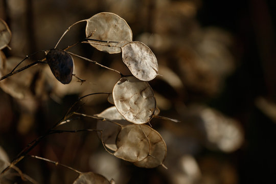 Winter Sunlight Shining on Seed Pods of an Annual Honesty Plant..