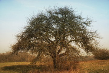 Kahler Baum
