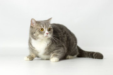 British shorthair  female cat