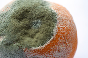 Fototapeta premium Mold fungi on an Orange close-up