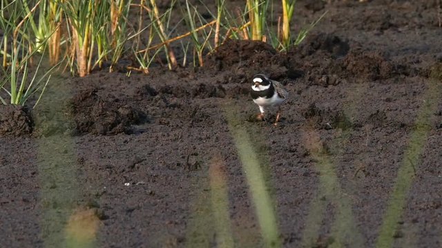 common ringed plover, charadrius hiaticula, foraging in the salt marshes - slow motion