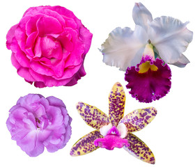 The Collection of Various Flowers.   Flowers isolated on the white Background. with Clipping Path (orchid , Rose)
