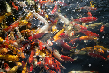 Obraz na płótnie Canvas koi fishes in asian farm pool. Colorful fancy carp fish in pond.