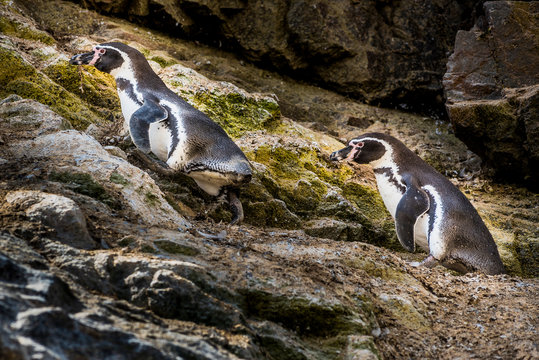 2 Humboldt penguins walking up on the rocks inside the Ballestas Islands in Paracas, Peru.