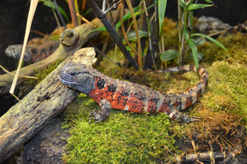 a dragon lizard in a zoo