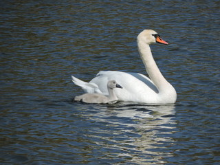 swan  with chick on the lake