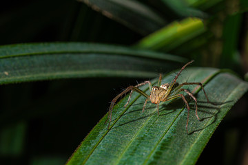 Close-up spider on palm leaf