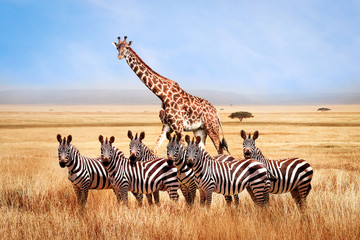 Group of wild zebras and giraffe in the African savanna against the beautiful blue sky with white clouds. Wildlife of Africa. Tanzania. Serengeti national park. African landscape. - obrazy, fototapety, plakaty