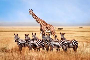 Gordijnen Groep wilde zebra& 39 s en giraf in de Afrikaanse savanne tegen de mooie blauwe hemel met witte wolken. Wildlife van Afrika. Tanzania. Serengeti nationaal park. Afrikaans landschap. © delbars