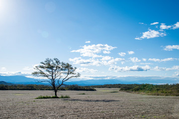 Fototapeta na wymiar Sky with lonely Albol in the landscape of a valley in Tucumán, Agentina