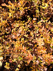 Barberry branches with autumn yellow and orange leaves and red berries close-up. Background image