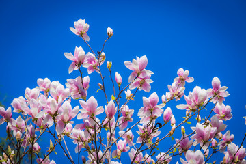 Magnolia soulangeana or saucer magnolia white pink blossom tree flower close up selective focus on the blue sky background