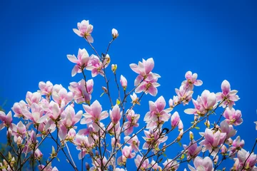 Fotobehang Magnolia Magnolia soulangeana or saucer magnolia white pink blossom tree flower close up selective focus on the blue sky background  © sunday_morning