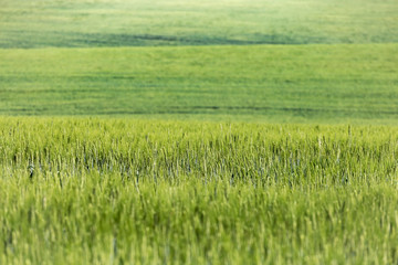 Obraz na płótnie Canvas Green field of wheat or rye in early summer in sunlight. Ukrainian wheat. Agriculture green field natural background. Selective focus. Beautiful green grass hilly field or meadow.