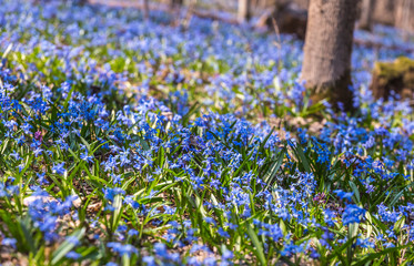 A huge amount of tender flowers of blue spring scilla siberica on nature forest background like a flower sea or flower carpet. Natural phenomen. Beauty in nature. - obrazy, fototapety, plakaty
