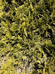 Dew on coniferous branches. Tuya green background, coniferous tree. Green Tuya texturein the spring