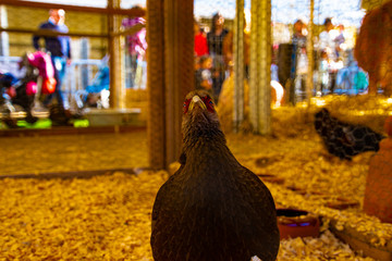 Gallina Sospechosa