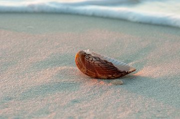 Cockles in the surf