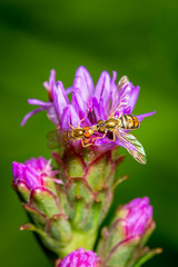 Hoverflies kissing on a liatris flower on a green blurred background