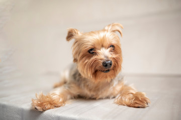 Portrait of the Yorkshire Terrier in the studio. Photographed close-up.