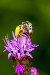Bee gathering pollen on a liatris flower on a green blurred background